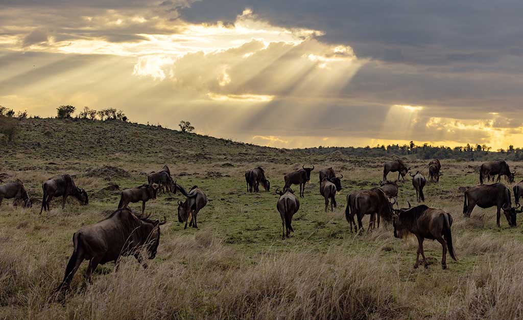 mejor Safari en Tanzania