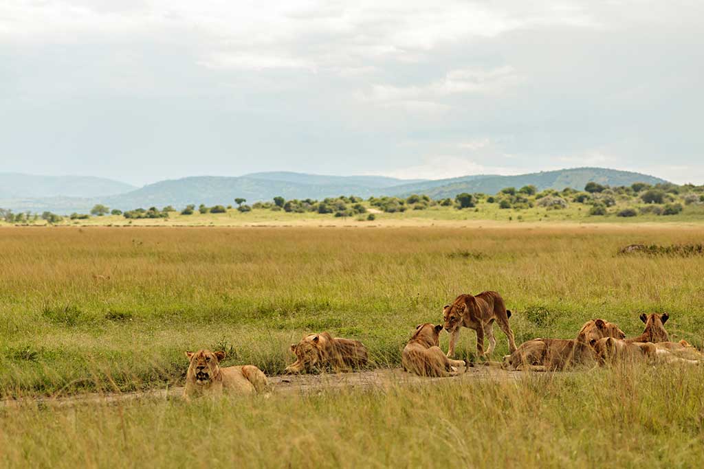 safari en Tanzania